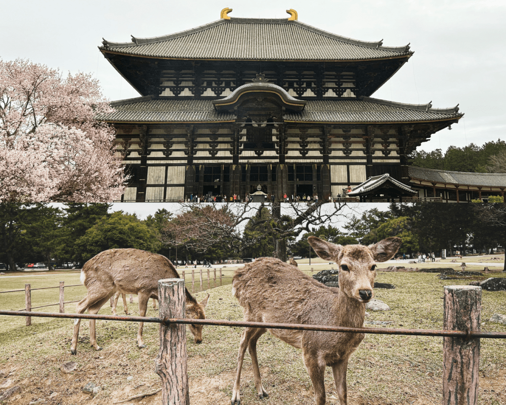Nara Park, Nara Prefecture