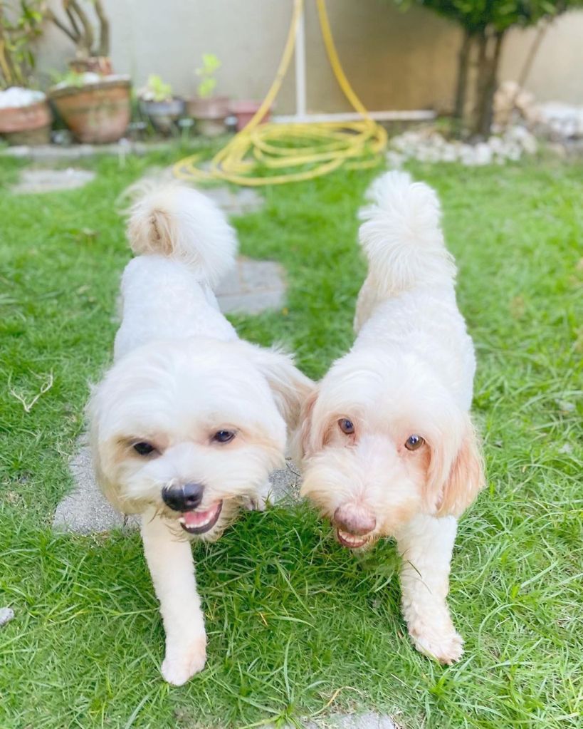 Chico and Russel playing in our garden
